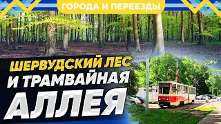 Шервудский лес и Фестивальная аллея. Калининград