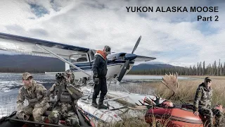 Alaska-Yukon Moose in the Rut Part 2 of 2