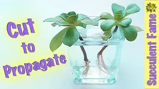 Cuttings: How to Propagate Succulents PART 2 (Plus Inverted Planting)