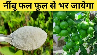 इस सफेद चीज से नींबू फलों से भर जायेगा | Fertilizers for Lemon Plant | Home Garden