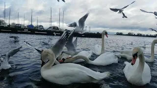 ❤🇮🇪 BEAUTIFUL IRELAND🇮🇪MUTE SWANS🦢MALLARD DUCKS🦆POCHARD DUCK🦆GULLS🕊KINNEGO MARINA IRELAND💧subscribe🙏