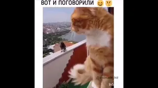 Смешные коты подборка / Funny cats 2020 #3