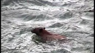 Bear goes over waterfall Yellowstone