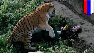 Russian zookeeper saved from tiger by quick-thinking visitors  - TomoNews