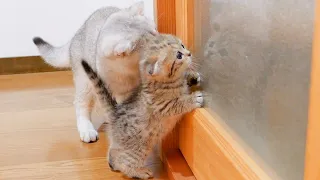 A cute kitten who is curious about the kitten on the other side of the glass