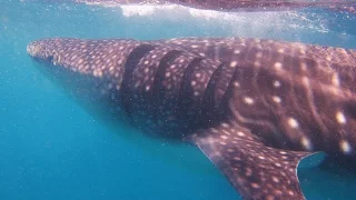 Diving Tofo - Mozambique