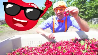 Blippi Visits a Cherry Farm! | 1 HOUR OF BLIPPI TOYS! | Learning Fruits and Healthy Eating For Kids