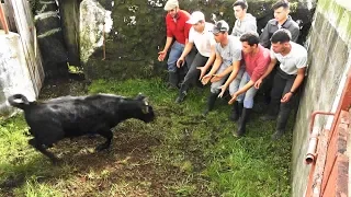 Strong Calves And Brave Men - Bezerros Fortes Para Homens Valentes