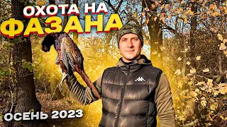 Нашли МНОГО ФАЗАНОВ! Взяли ЗАЙЦА!Охота на фазана.Pheasant hunting#охота #охотанафазана #охотаназайца