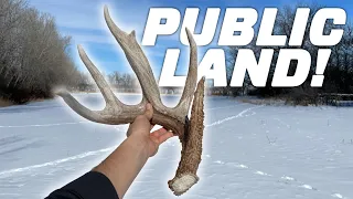 Huge Fresh Public Land Shed! // 4 New Antlers!