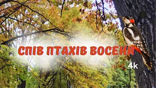 Спів птахів восени, дрізд, дятел, горобці #співптахів #співпташок #дрізд #дятел #горобці #світua