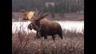 Scuba Moose - Unbelievable Northern BC Archery Moose Hunt