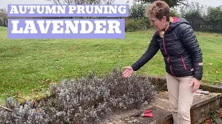 Preparing Lavender for Winter/Spring (and bonus Santolina)