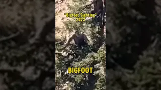Bigfoot captured on video!!   #bigfoot #encounter #cryptids #cryptozoology #scary