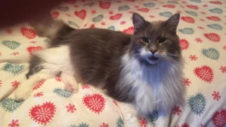 Maine Coon Oliver talking