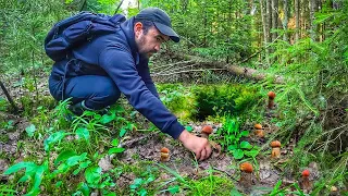 Тихая охота на новом месте | Собираем молодые подосиновики в еловом лесу | Грибы 2022