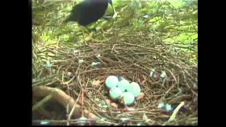 Crow attacks Sparrowhawk nest at Royal Botanic Garden Edinburgh