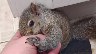Very Tame Squirrel