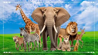 Amazing Familiar Animals Playing Sounds: Zebra, Elephant, Lion, Cheetah, Giraffe, Hyena & Deer