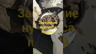 Заселение нуклеуса пчелой