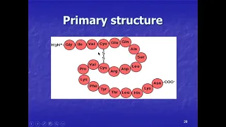 Amino acids and primary and secondary structure of proteins