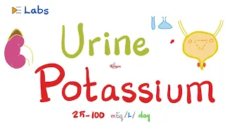 Urine Potassium (K) | Urine Labs 🧪