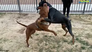 Esto pasó cuando un Gran Doberman Reto a un Poderoso Pitbull Terrier