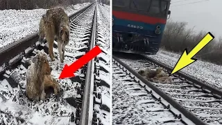 Brave Dog Refuses To Abandon His Injured Pal As A Train Approaches.