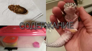 содержание ЭУБЛЕФАРА / корм / дом / уход