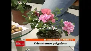 Las Azaleas, sus secretos y cuidados en Bien De Córdoba (BDC)
