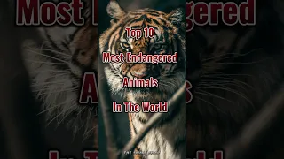 Top 10 most endangered animals in the world 🌎 #top10 #animals #viral #youtubeshorts