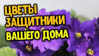 Какие цветы надо правильно расставить в доме, чтобы вы были под защитой