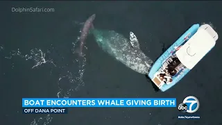 Video captures gray whale giving birth to calf off coast of Dana Point