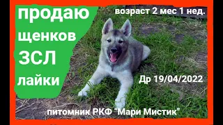 ПРОДАЮ щенков ЗАПАДНОСИБИРСКОЙ лайки Др 19/04/2022/ Щенки от РАБОЧИХ родителей / Возраст 2 мес 1 нед