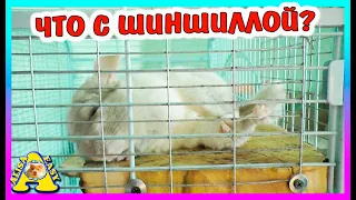 Что случилось с шиншиллой? /  ЗООПОКУПКИ / Хомячиха родила? / Alisa Easy Pets