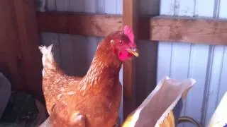 Chicken's Egg Song