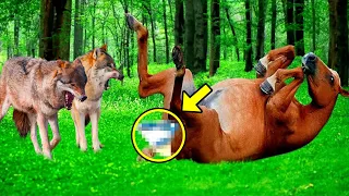 Hungry Wolves Pull Foal Out Of The Pregnant Horse, Then Something Horrible Happens!
