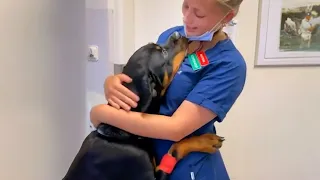 Big Dog's Heartwarming Thank You to the Vet Who Made Him All Better!🐶❤️