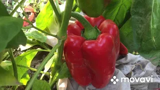 #семена #перец   сорт Красный нос(Италия) 🌶Урожай 2020