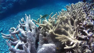 Snorkelling Jinek Bay Lifou Island New Caledonia