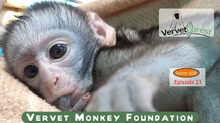 Join us as we follow the journey of Anya, an orphaned baby monkey 🐒