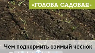 Голова садовая - Чем подкормить озимый чеснок