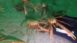 Spy Crabs Investigating Hand irl