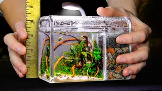DIY Micro All-In-One Snail Aquarium