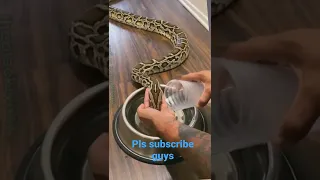 snake drinking water amazing pls 10k subscribe guys help