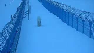 Белый медведь в порту Сабетта. Polar bear in the port Sabetta.Part 3