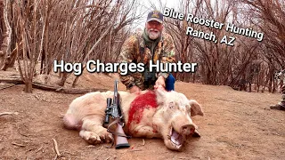 HOG CHARGES HUNTER at CLOSE Range! AZ Blue Rooster Hunting Ranch, HOG HUNT!