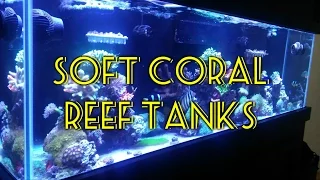 Soft Coral Tank | Beginner Guide To Saltwater Aquariums