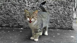 Cute Stray Cat Meows Loudly and Asks for Food