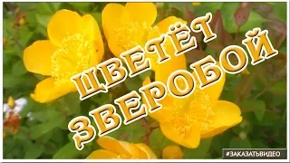 Натуральные цветочные видеофоны ✿✿✿ Футаж HD цветёт зверобой ✿✿✿